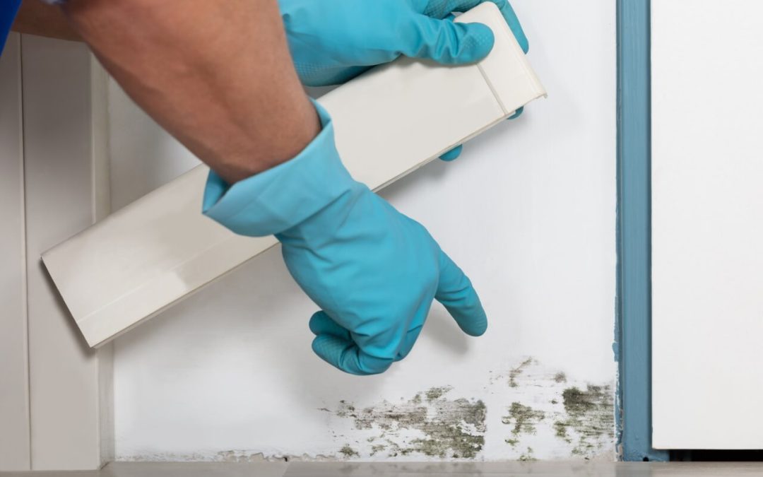 preventing mold growth
